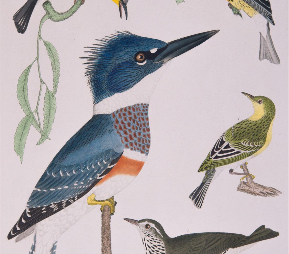Plate 23 in Alexander Wilson's American Ornithology showing kingfisher with blue and orange feathers