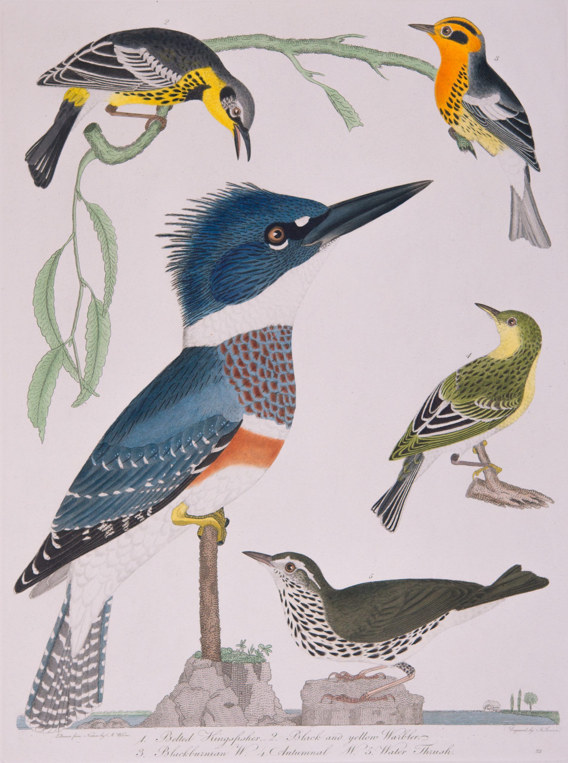 Plate 23 in Alexander Wilson's American Ornithology showing kingfisher with blue and orange feathers