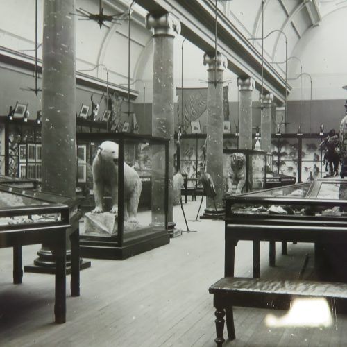Archive photo of the Pillar Gallery, including bear and tiger exhibits.