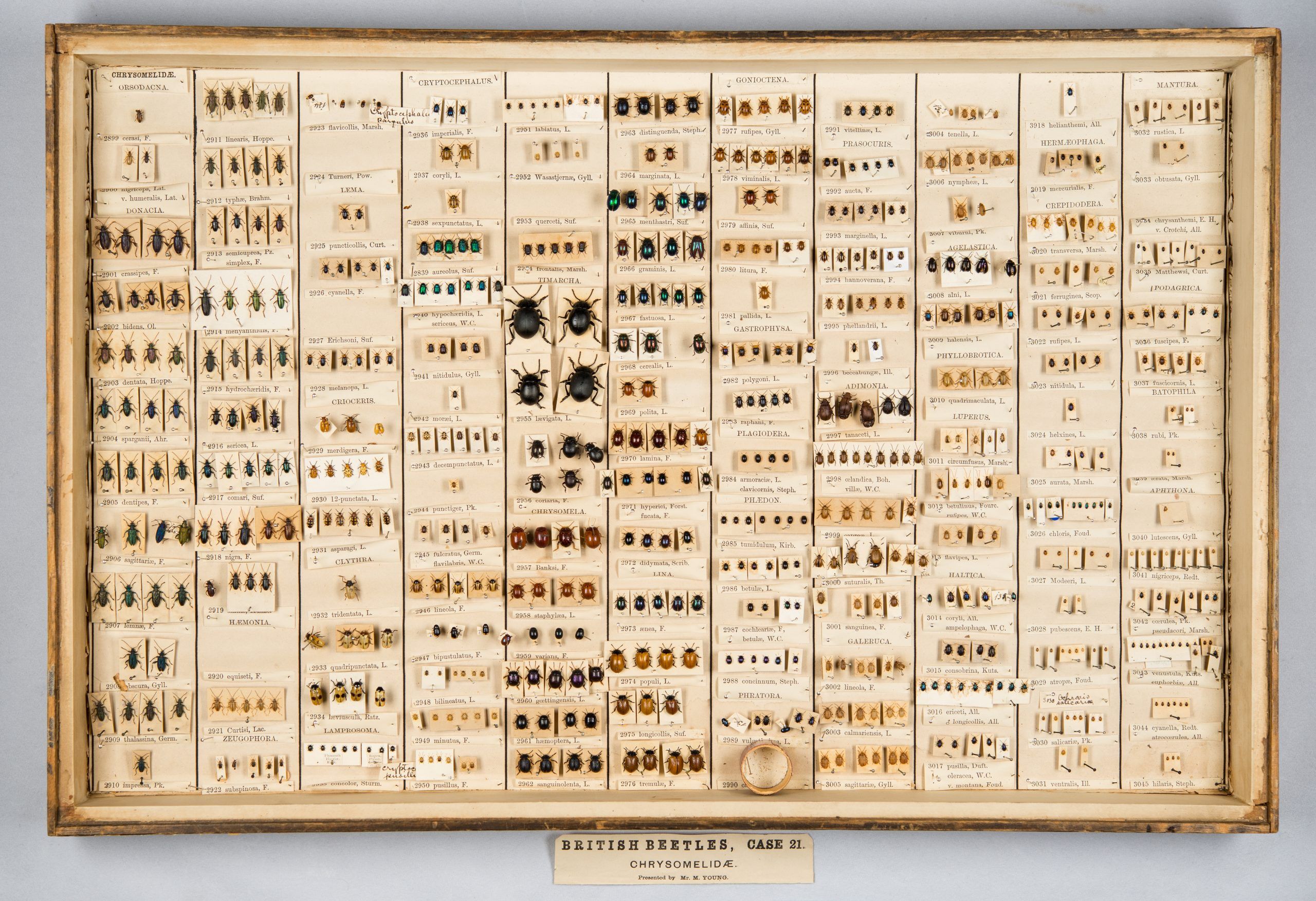 A collection of beetle specimens in a glass case