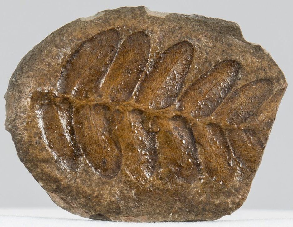 A fern leaf fossil, similar in appearance to modern rowan, embedded in brown rock